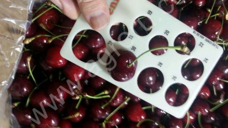 Черешня оптом от производителя