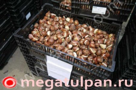 Луковицы тюльпанов