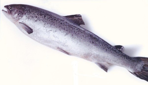 Анализ цен на рыбу Омской области