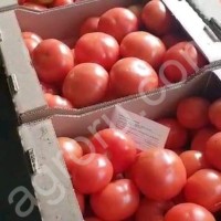 Томаты тореро