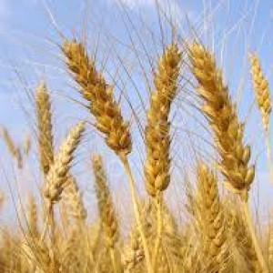 Зерно пшеницы 3го класса