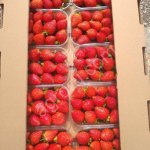 Рассада клубники ремонтантного сорта Мурано