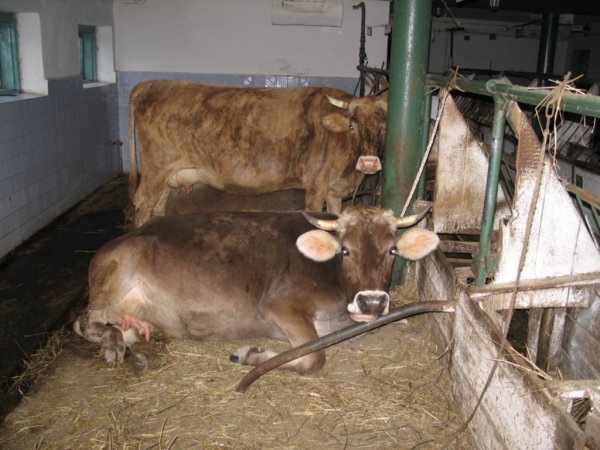 Ближнее Зарубежье из Ушаково