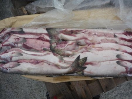 Автомобиль, снаряжение и 133 экземпляра горбуши изъяты у браконьеров в Долинском районе