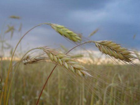 Украина вывозит зерно, а в стране дорожает хлеб