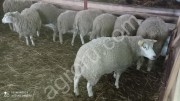 Овцы мясной породы!!