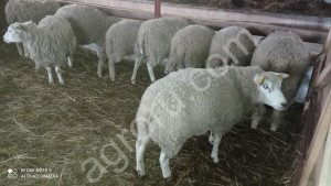 Овцы мясной породы