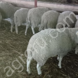 Овцы мясной породы
