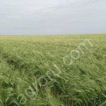 Канадский яровой ячмень Элвин, канадские семена, высокоурожайные сорта