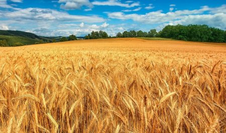 Пензенским аграриям советуют пока не продавать зерно