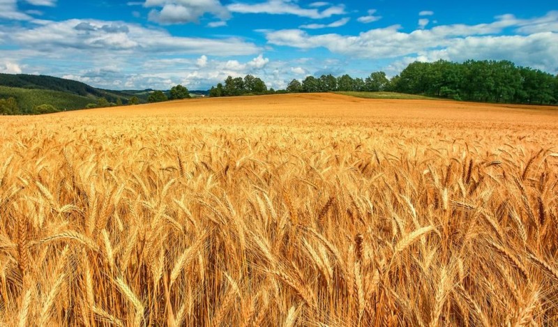 Пензенским аграриям советуют пока не продавать зерно