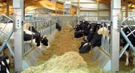 Животноводство в Самарской области растет за счет мелких аграриев