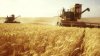 За октябрь в России выросла пшеница и рожь, а ячмень и кукуруза потеряли в цене