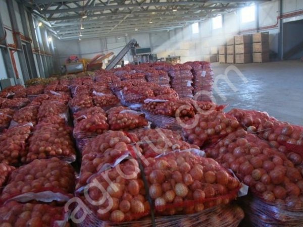 Лук репчатый оптом от производителя Калибр 4+,5+