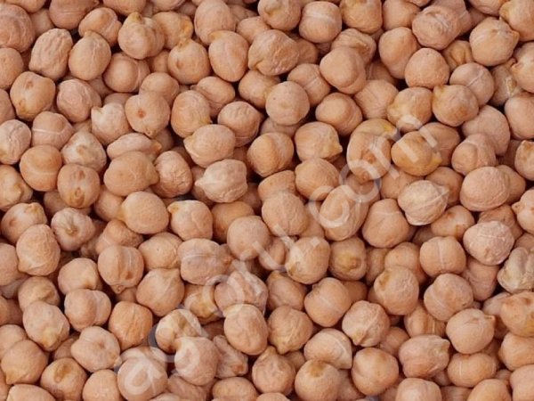 Семена Нута