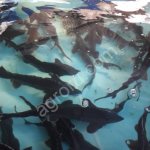 Стерлядь/осетр/бестер охлажденные и живые. Продукт аквакультуры, искусственное производство