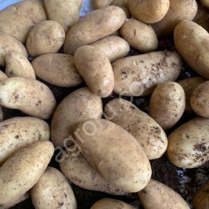 Картофель