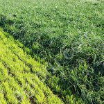 Травосмеси