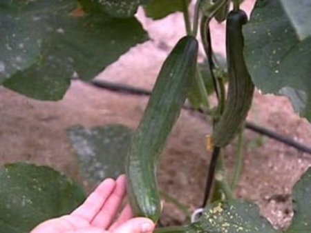 На столы приморцев чуть не попали зараженные овощи