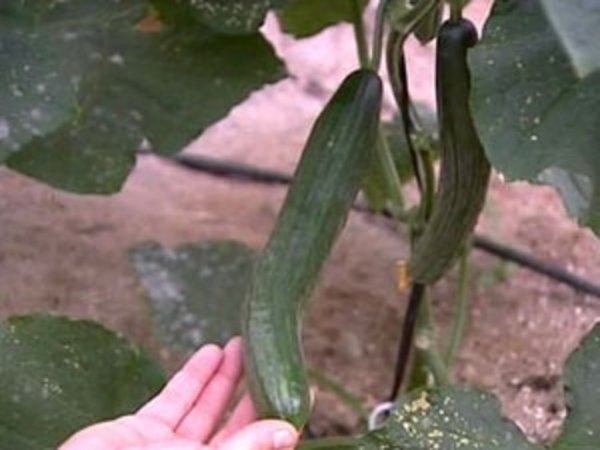 На столы приморцев чуть не попали зараженные овощи