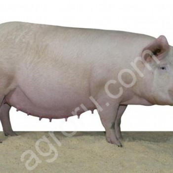 Свиноматки живым весом на убой