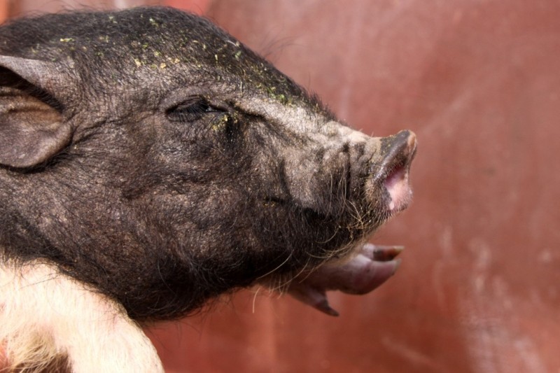 Свиноводческим хозяйствам Челябинской области присвоят зоосанитарные статусы