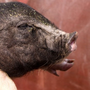 Свиноводческим хозяйствам Челябинской области присвоят зоосанитарные статусы