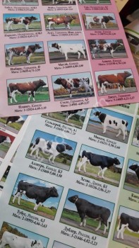 Ректальное обследование коров и телок