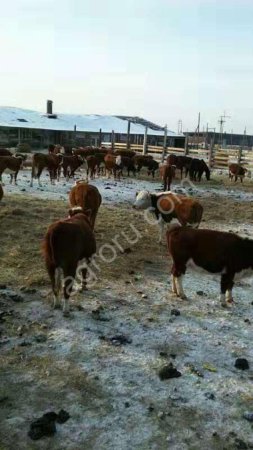 Телят на доращивание