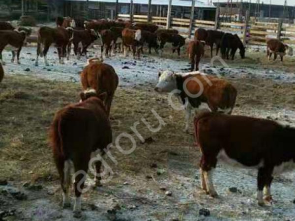 Телят на доращивание