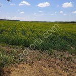 Укроп-зонтик