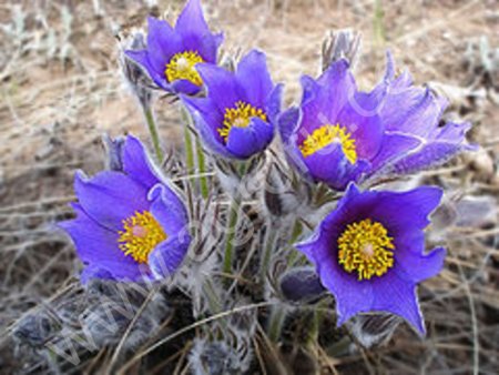 Многолетние цветы оптом