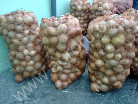 Лук репчатый