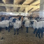 овцы и бараны Романовской породы