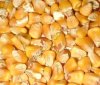 Кукуруза кормовая оптом из России / Feed Corn from Russia | Export
