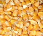 Кукуруза кормовая оптом из России / Feed Corn from Russia | Export