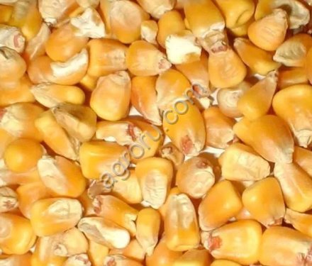 Кукуруза кормовая оптом из России / Feed Corn from Russia | Export