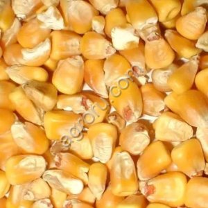 Кукуруза кормовая оптом из России / Feed Corn from Russia | Export