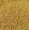 Просо желтое оптом из России / Yellow Millet from Russia | Export