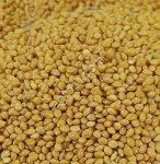 Просо желтое оптом из России / Yellow Millet from Russia | Export