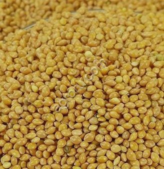 Просо желтое оптом из России / Yellow Millet from Russia | Export