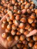 Фундук грузинский, сорт Анаклиури, новый урожай Кахетия, самовывоз