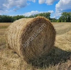 Солома пшеничная
