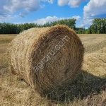 Солома пшеничная