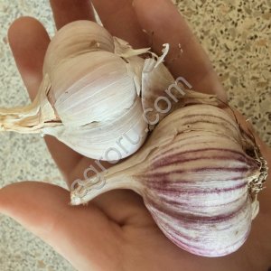 Чеснок Любаша