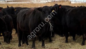 скот быки коровы