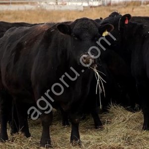 скот быки коровы