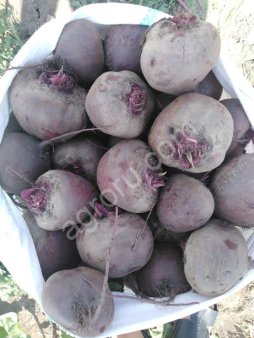 Свекла оптом