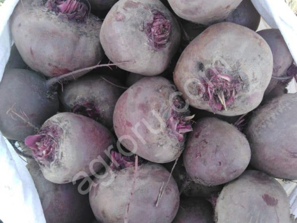 Свекла оптом