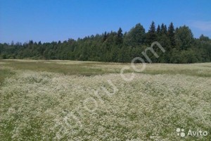 землю и сдаём в аренду
